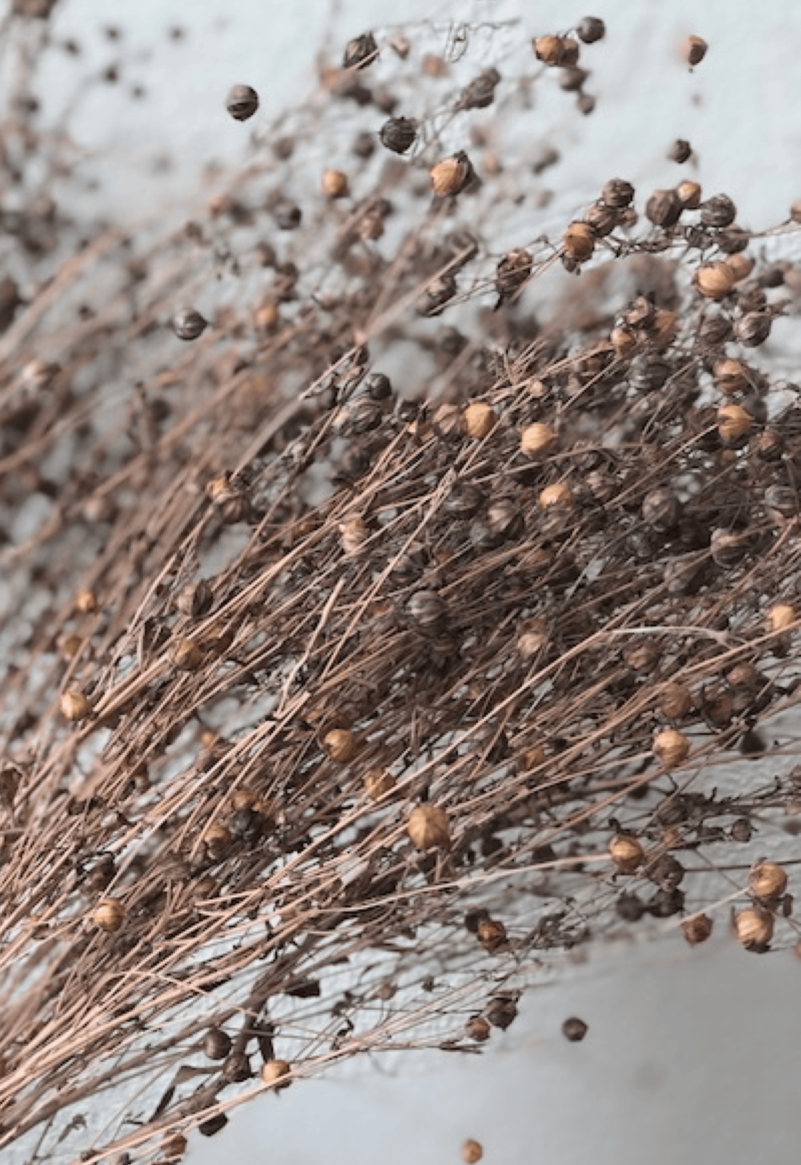 Natural Dry flax 